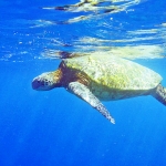 waverunners and parasailing, jet ski rentals